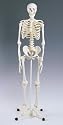 3B Scientific Adult Human Skeleton; Skeleton, Life-Size, With Hang-Up Ring in Skull