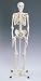 3B Scientific Adult Human Skeleton; Skeleton, Life-Size, With Hang-Up Ring in Skull