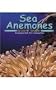 Sea Anemones (Pebble Books)