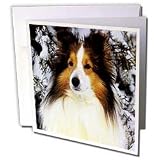 Dogs Sheltie/Shetland Sheepdog - Sheltie - Greeting Cards-6 Greeting Cards with envelopes