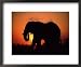 African Elephant Dusting Itself at Dusk, Chobe National Park, Botswana, Southern Africa Animals Framed Art Poster Print by Tony Heald, 22x18
