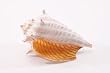 Small Optic Conch
