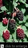 Boysenberry Vines Staked One Gallon by Monrovia