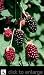 Boysenberry Vines Staked One Gallon by Monrovia