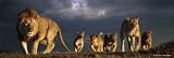 Raubkatzen - Löwen Tür-Poster (158 x 53cm)