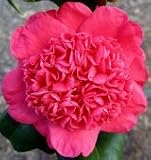 Review   / Camellia Jingle Bells