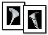 Arum Lily I by Bruce Rae, 18x22