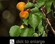 Harcot Apricot Tree Five Gallon--Cold Hardy Variety