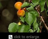 Harcot Apricot Tree Five Gallon