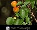 Harcot Apricot Tree Five Gallon--Cold Hardy Variety