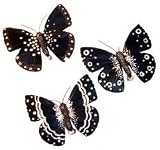 31FwanWct2L. SL160  Package of 12 Black & Silver Feather Artificial Butterflies with Clip