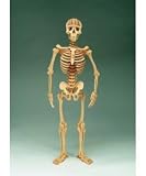 Hugh the Human Skeleton Kit Hugh the Human Skeleton Kit