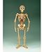 Hugh the Human Skeleton Kit