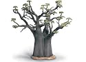 African Baobab