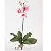 Nearly Natural Mini Phalaenopsis Silk Orchid Flower w/Leaves (6 Stems)