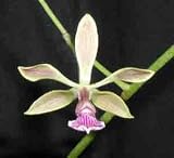 Encyclia maderoi x self F5078