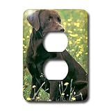 Dogs Labrador Retriever - Chocolate Labrador Retriever - Light Switch Covers - 2 plug outlet cover