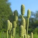 Anemone cylindrica (Thimbleweed) - Bulk Wildflower Seeds