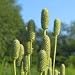 Anemone cylindrica (Thimbleweed) - Bulk Wildflower Seeds
