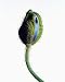 Himalayan Blue Poppy about to Bloom - 24