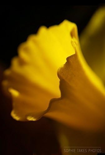 Art Photography - 'Trumpeteer' - Daffodil Nature and Landscape Fine Art Photography Print by Sophie Takes Photos