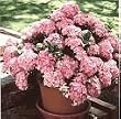 Pink Elf Hydrangea One Gallon Plant by Monrovia