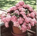 Pink Elf Hydrangea One Gallon Plant by Monrovia