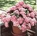 Pink Elf Hydrangea One Gallon Plant by Monrovia