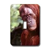 Wild animals - Orangutan - Light Switch Covers - single toggle switch