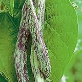 Organic Cascade Giant Stringless Pole Bean - 50 Seeds