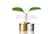 Wallmonkeys Peel and Stick Wall Decals - Little Plant and Euro Coins - Removable Graphic