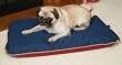 Indoor Outdoor Ortho Pet Bed : Color HUNTER & NAVY : Size 36 X 54
