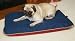Indoor Outdoor Ortho Pet Bed : Color HUNTER  NAVY : Size 36 X 54