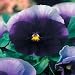 Pansy Beaconsfield