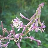 Fireweed (Epilobium angustifolium) - Jumbo Wildflower Seed Packet