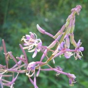 Fireweed (Epilobium angustifolium) - Jumbo Wildflower Seed Packet