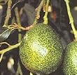 Holiday Avocado Tree Five Gallon