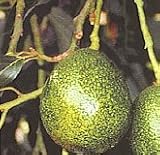 Holiday Avocado Tree--Will Arrive Between 3 and 4 Feet Tall