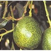 Holiday Avocado Tree Five Gallon by 