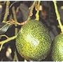 Holiday Avocado Tree Five Gallon