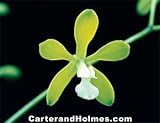 Enc tampensis alba 'Mendenhall' AM/AOS (Cattleya Type Orchid)