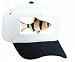 White Cap with "tiger fish", tigerbarb, aquarium, animal