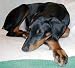 Kitchen & Housewares : Wee Wee and Housebreaking Training Pads, 23*36 Size, 300 Per Case PACKAGED 6 BAGS OF 50