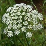 Queen Anne's Lace (Ammi majus) - Jumbo Wildflower Seed Packet