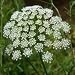 Queen Anne's Lace (Ammi majus) - Jumbo Wildflower Seed Packet