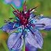 Organic Curiosity Hispanica Nigella 100 Seeds