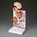 Hypertension Model Set