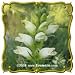 Turtlehead (Chelone glabra) Jumbo Wildflower Seed Packet (500)