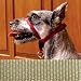 Gentle Leader, Medium w/ DVD, Color: Fawn
