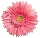 Pink Gerbera Daisy Flower Die-Cut Photographic Magnet